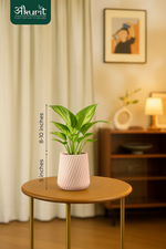 Money plant