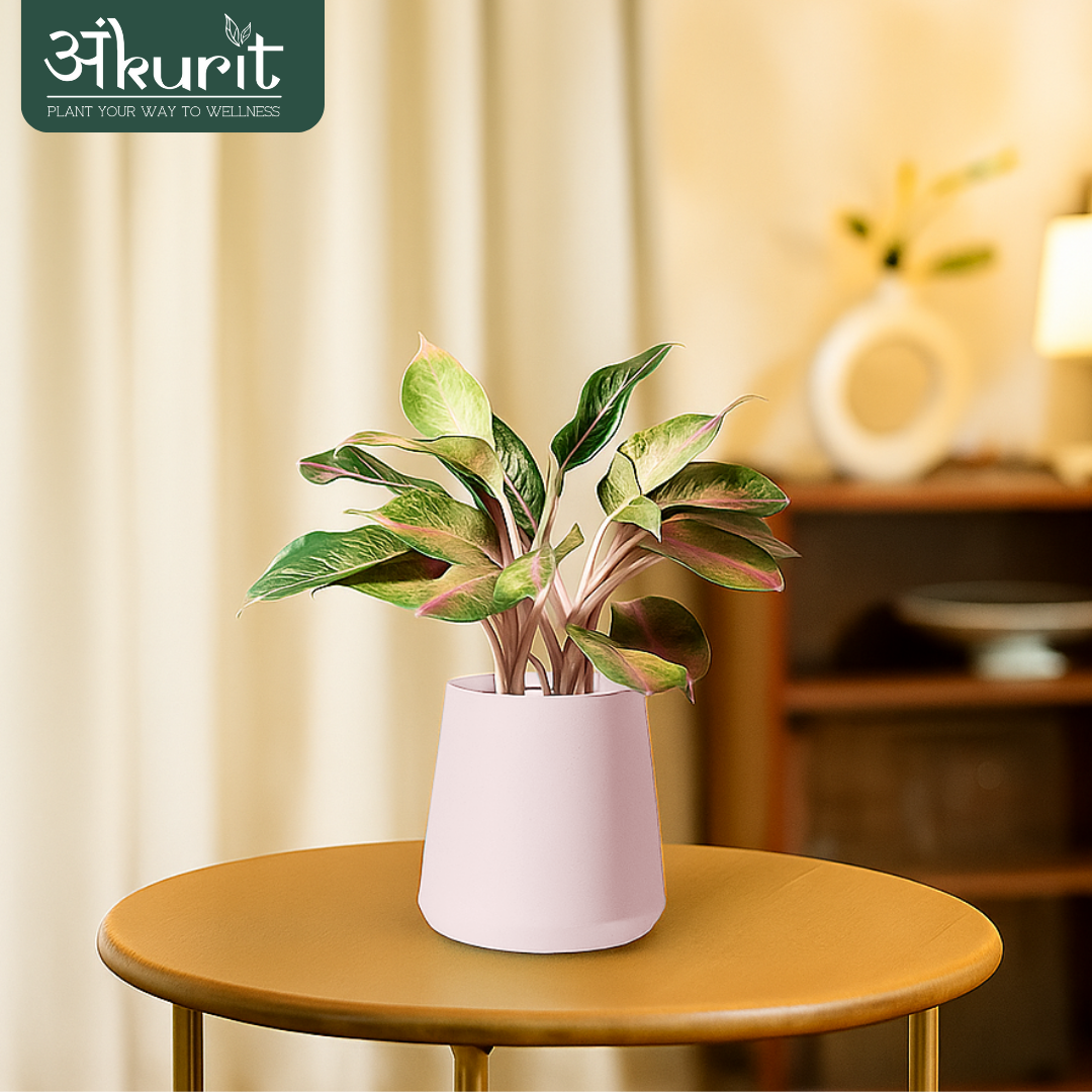 Aglaonema Pink Beauty Plant