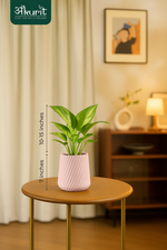 Money plant