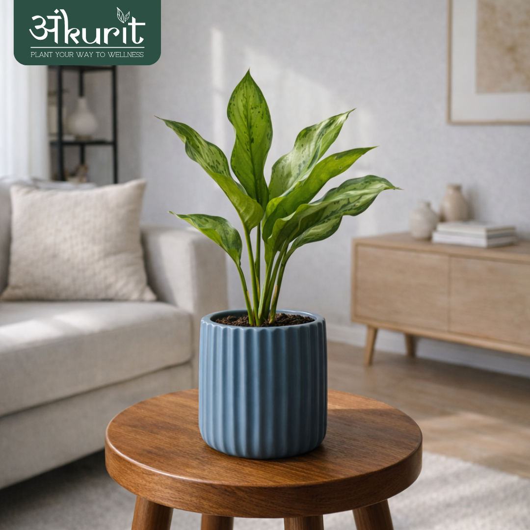 Aglaonema Dove Plant