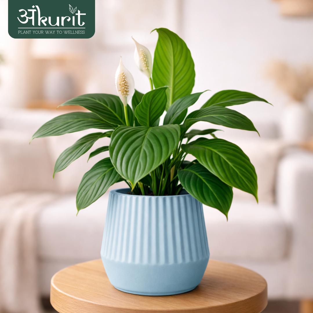 Peace Lily Plant