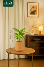 Money plant