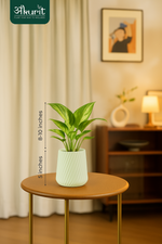 Money plant