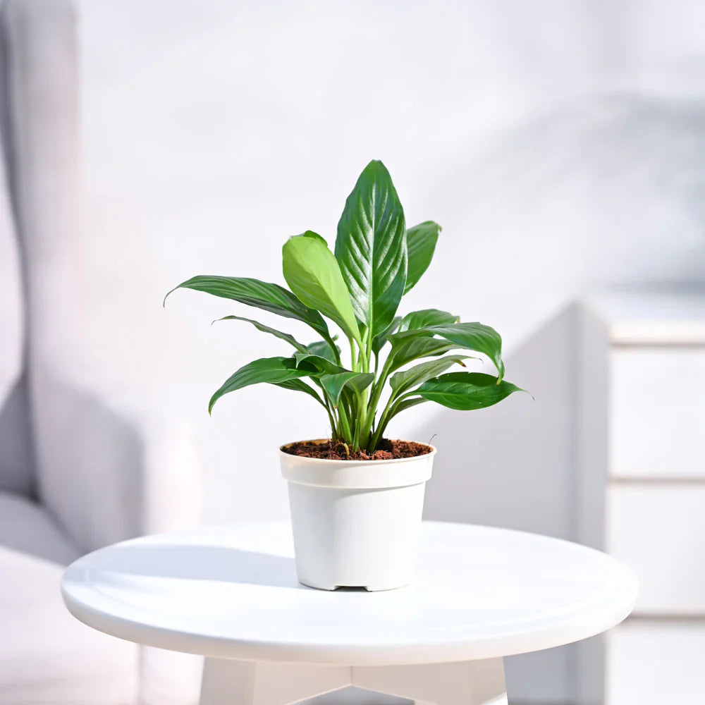Indoor plants