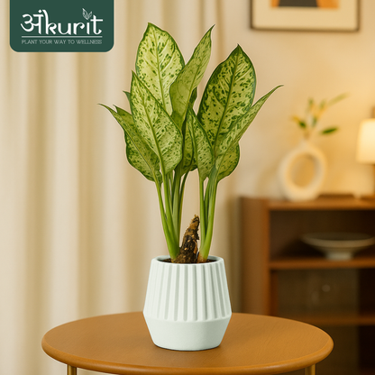 Aglaonema Snow White Plant