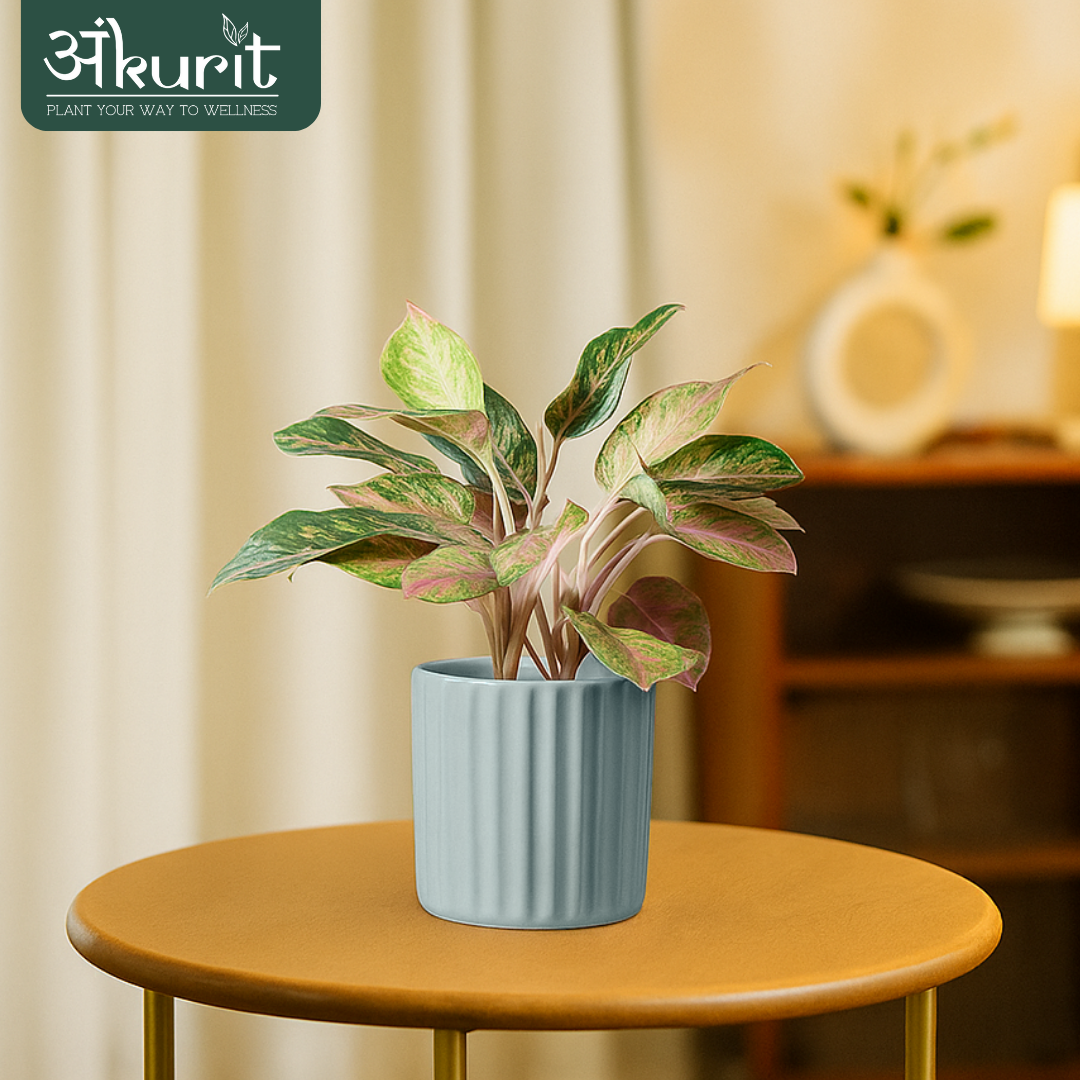 Aglaonema Pink Beauty Plant