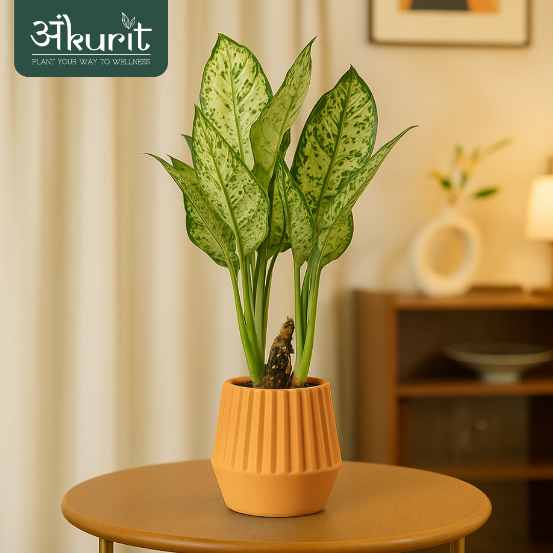 Aglaonema Snow White Plant