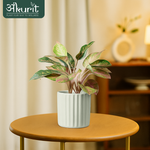 Aglaonema Pink Beauty Plant