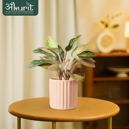 Aglaonema Snow White Plant