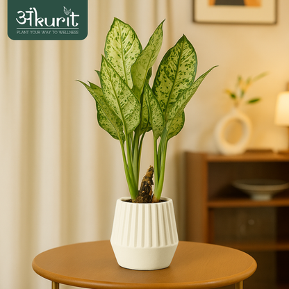 Aglaonema Snow White Plant