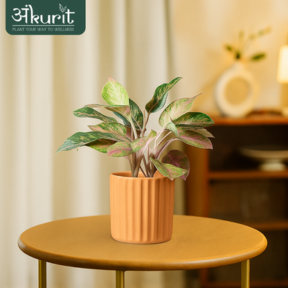 Aglaonema Snow White Plant