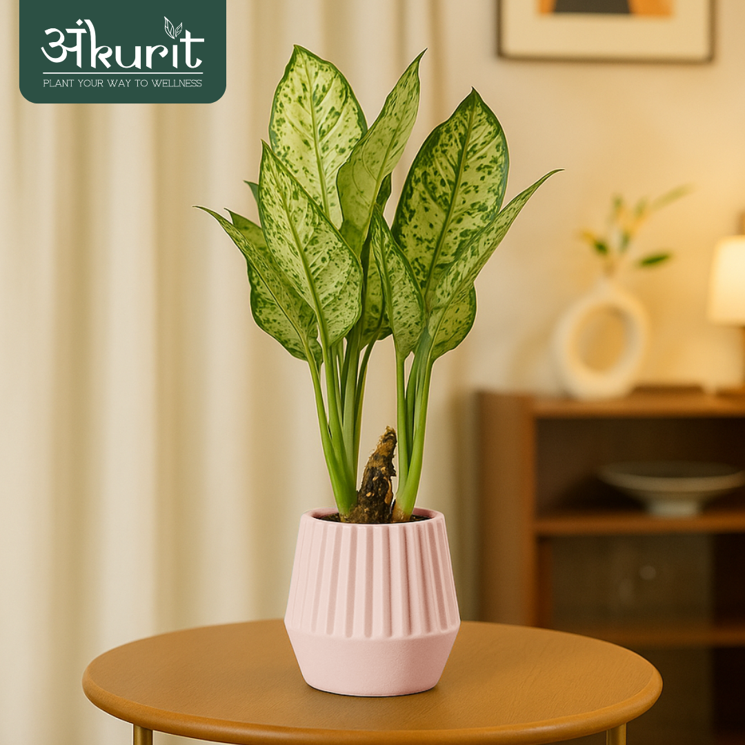 Aglaonema Snow White Plant