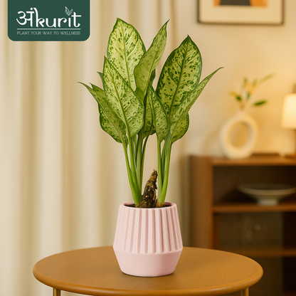 Aglaonema Snow White Plant