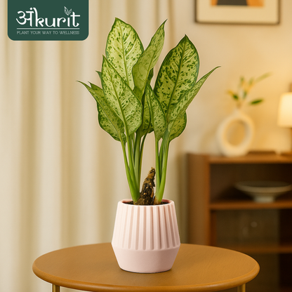 Aglaonema Snow White Plant