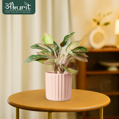 Aglaonema Snow White Plant