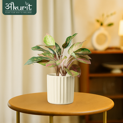 Aglaonema Snow White Plant