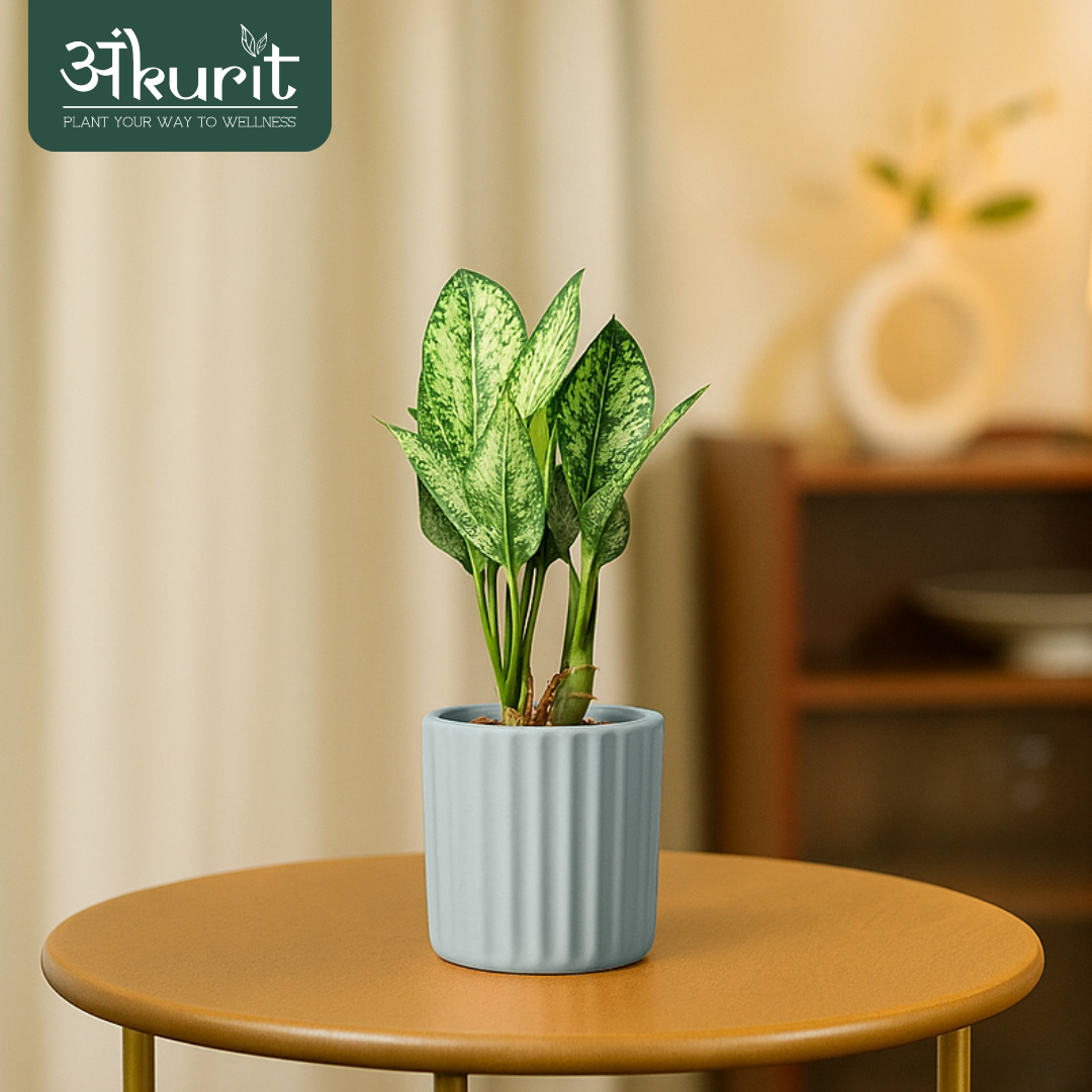 Aglaonema Snow White Plant