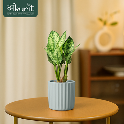 Aglaonema Snow White Plant