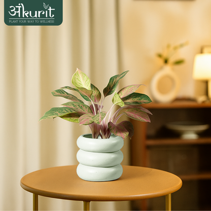 Aglaonema Snow White Plant