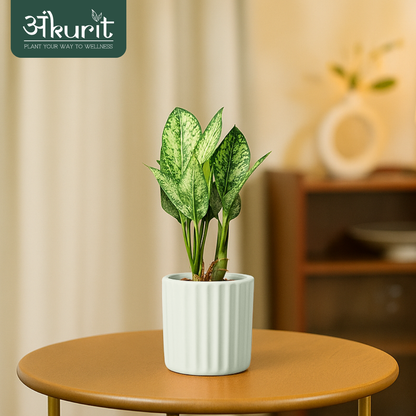 Aglaonema Snow White Plant