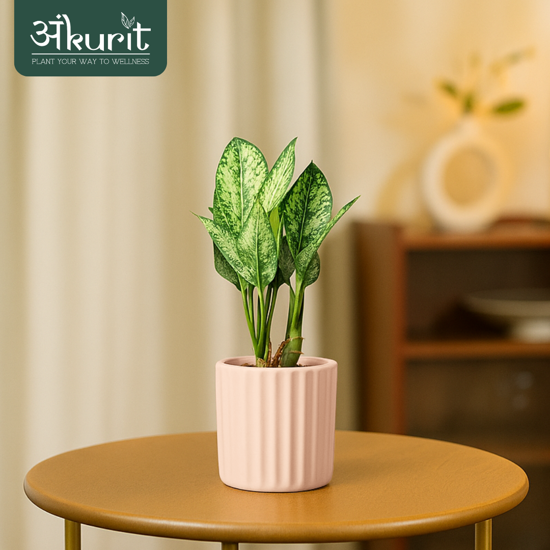 Aglaonema Snow White Plant