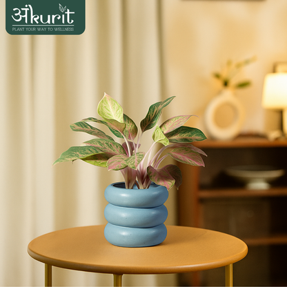 Aglaonema Snow White Plant