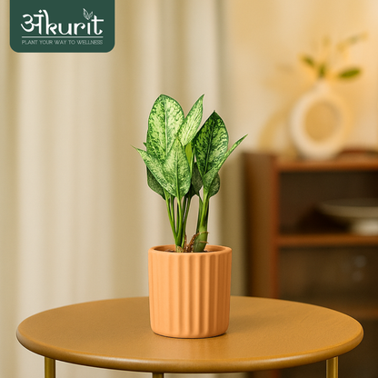 Aglaonema Snow White Plant