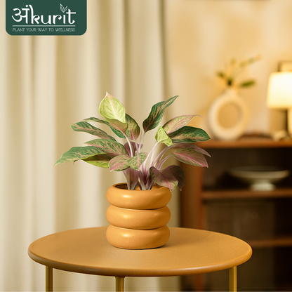 Aglaonema Snow White Plant