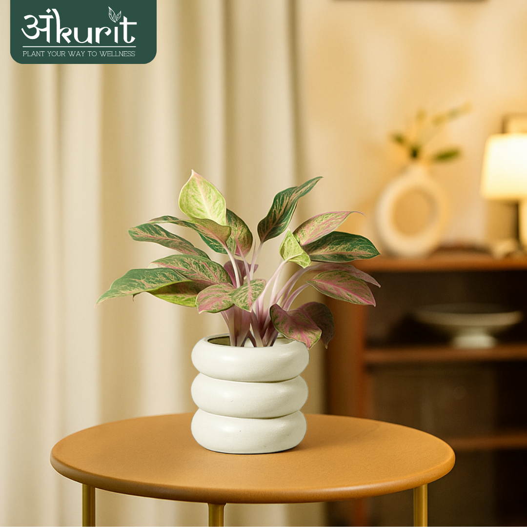 Aglaonema Pink Beauty Plant