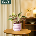 Aglaonema Pink Beauty Plant