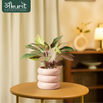 Aglaonema Pink Beauty Plant