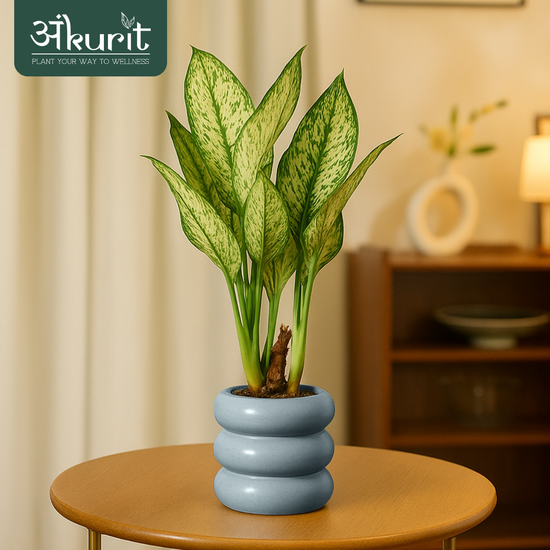 Aglaonema Snow White Plant