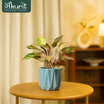 Aglaonema Pink Beauty Plant