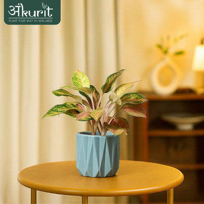 Aglaonema Snow White Plant