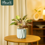 Aglaonema Pink Beauty Plant