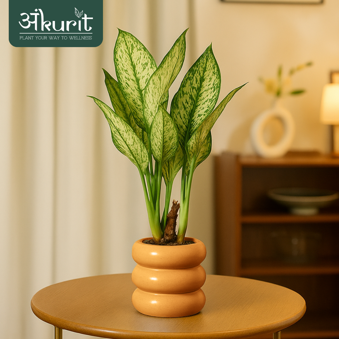 Aglaonema Snow White Plant