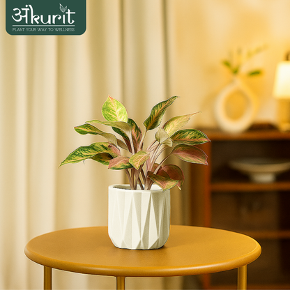 Aglaonema Snow White Plant