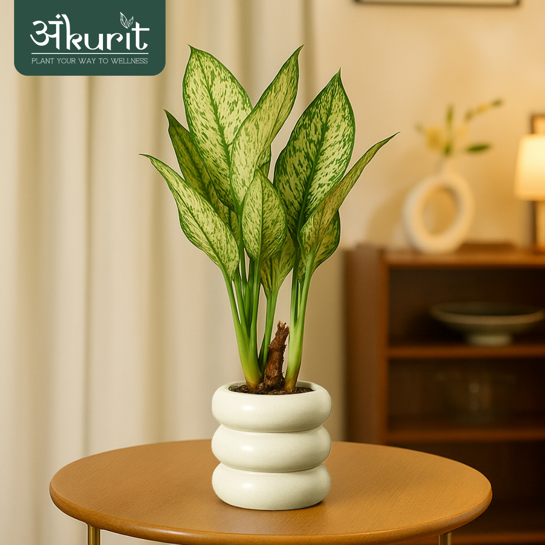 Aglaonema Snow White Plant