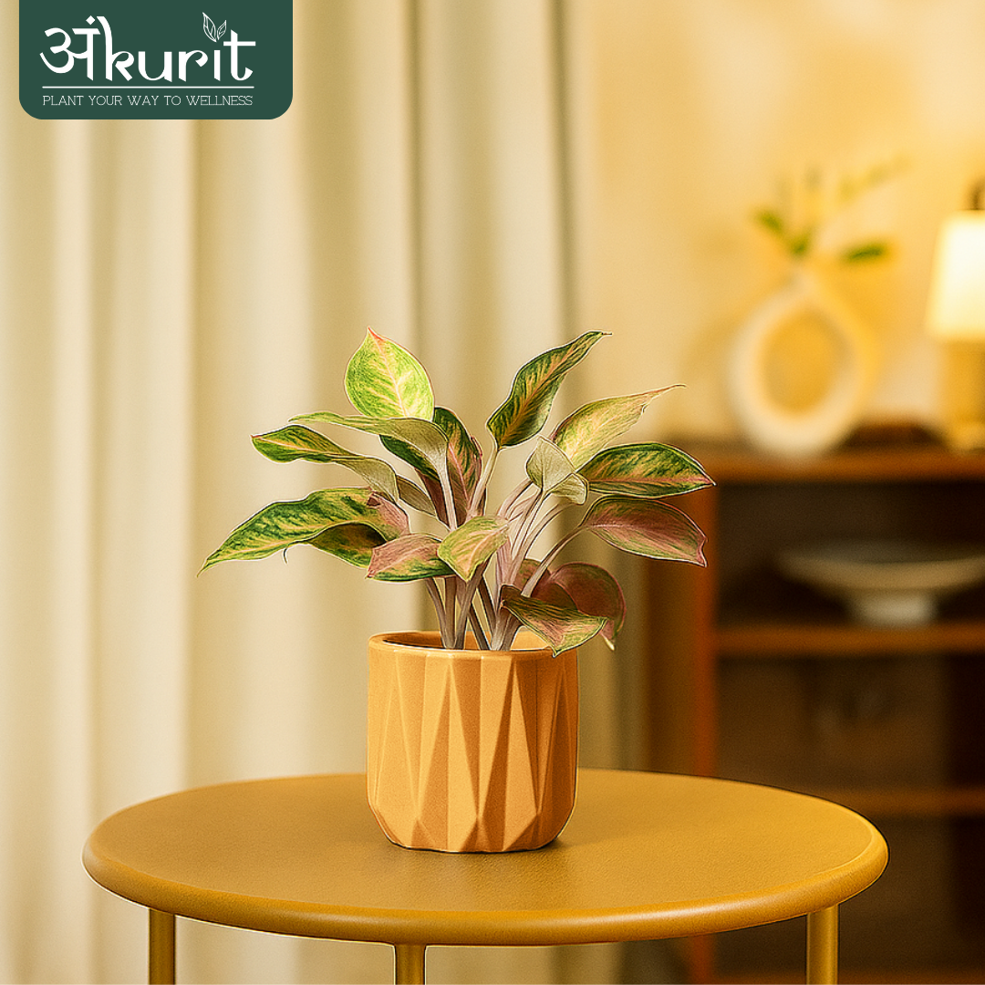 Aglaonema Pink Beauty Plant