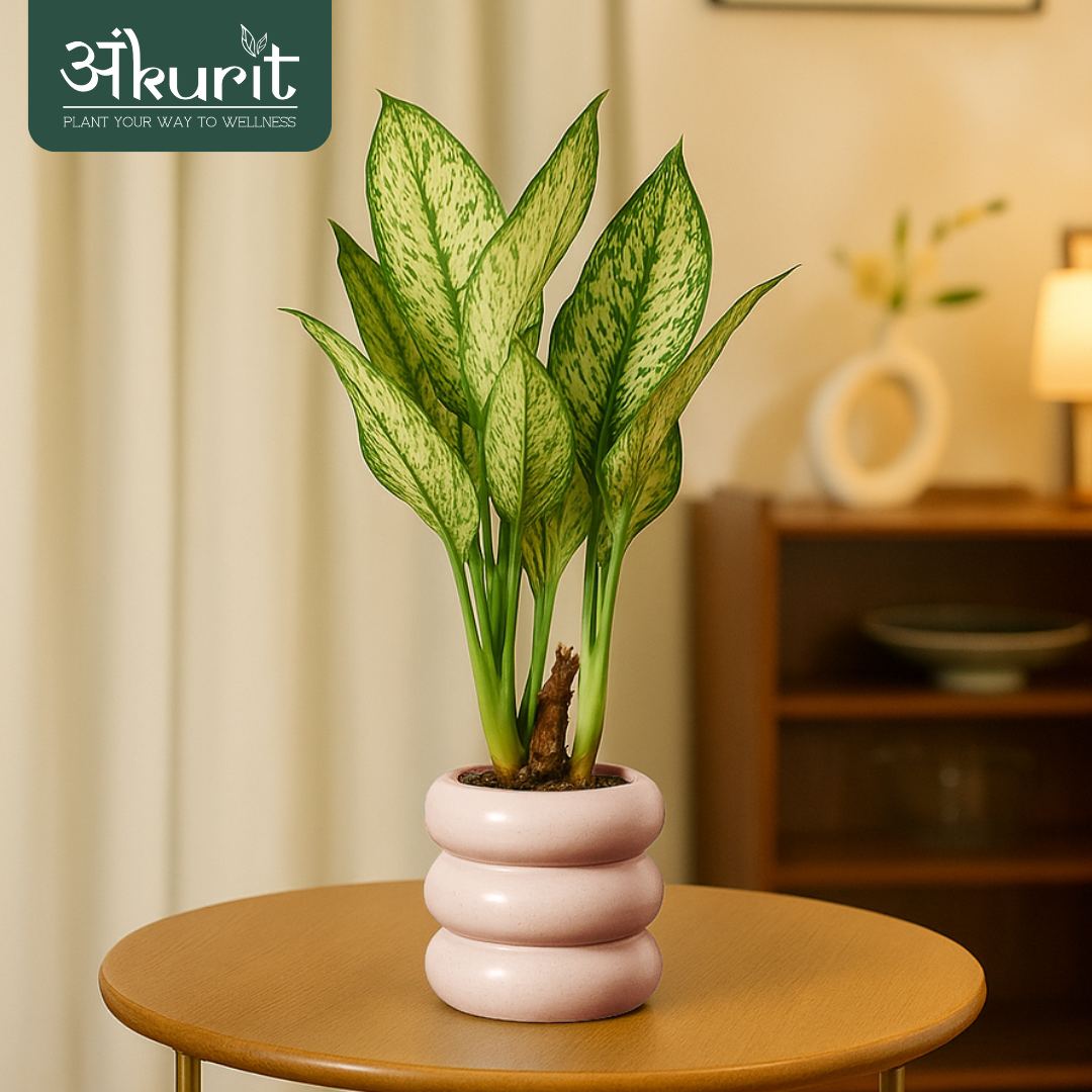 Aglaonema Snow White Plant