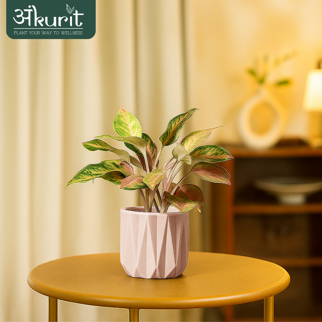 Aglaonema Pink Beauty Plant