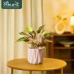 Aglaonema Pink Beauty Plant