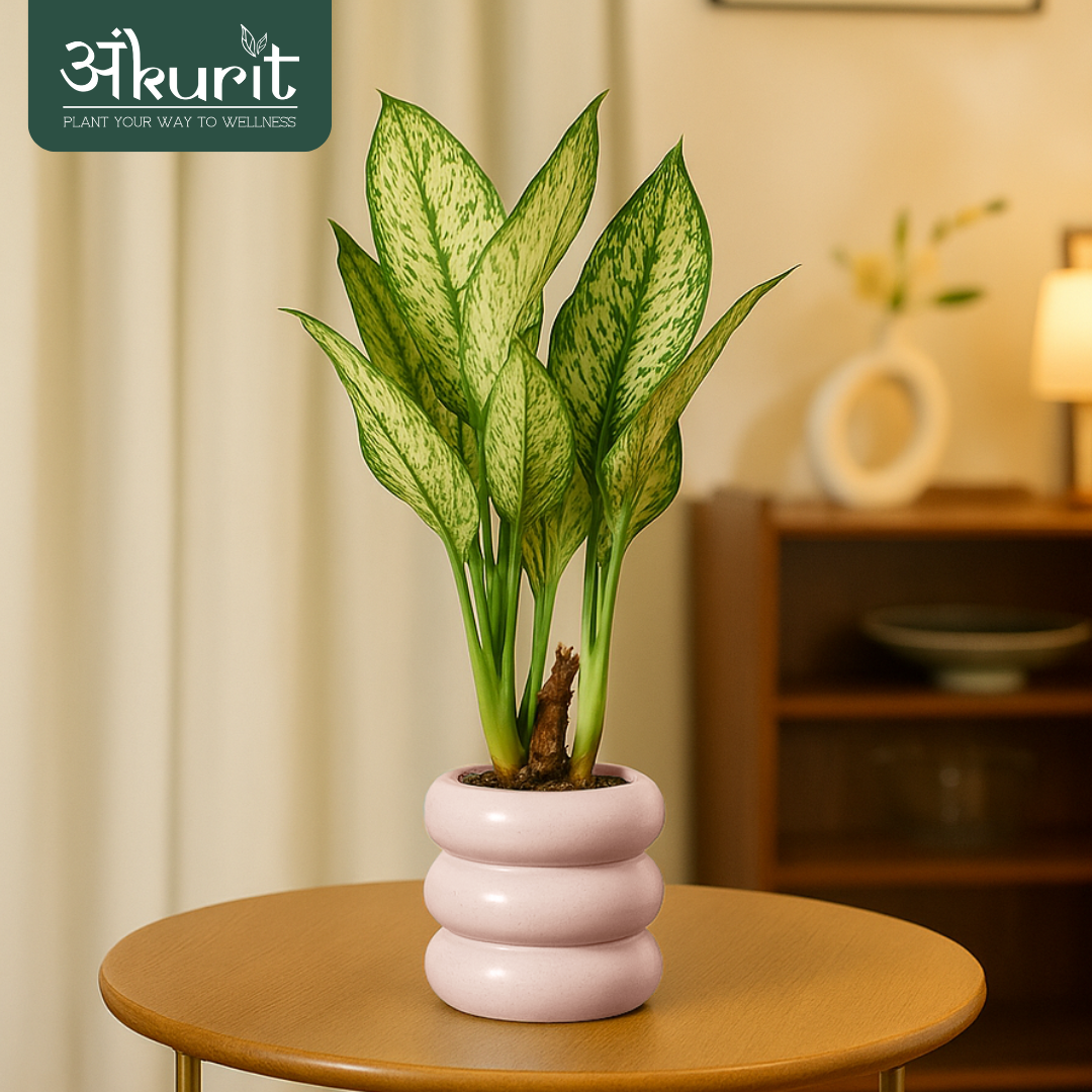 Aglaonema Snow White Plant