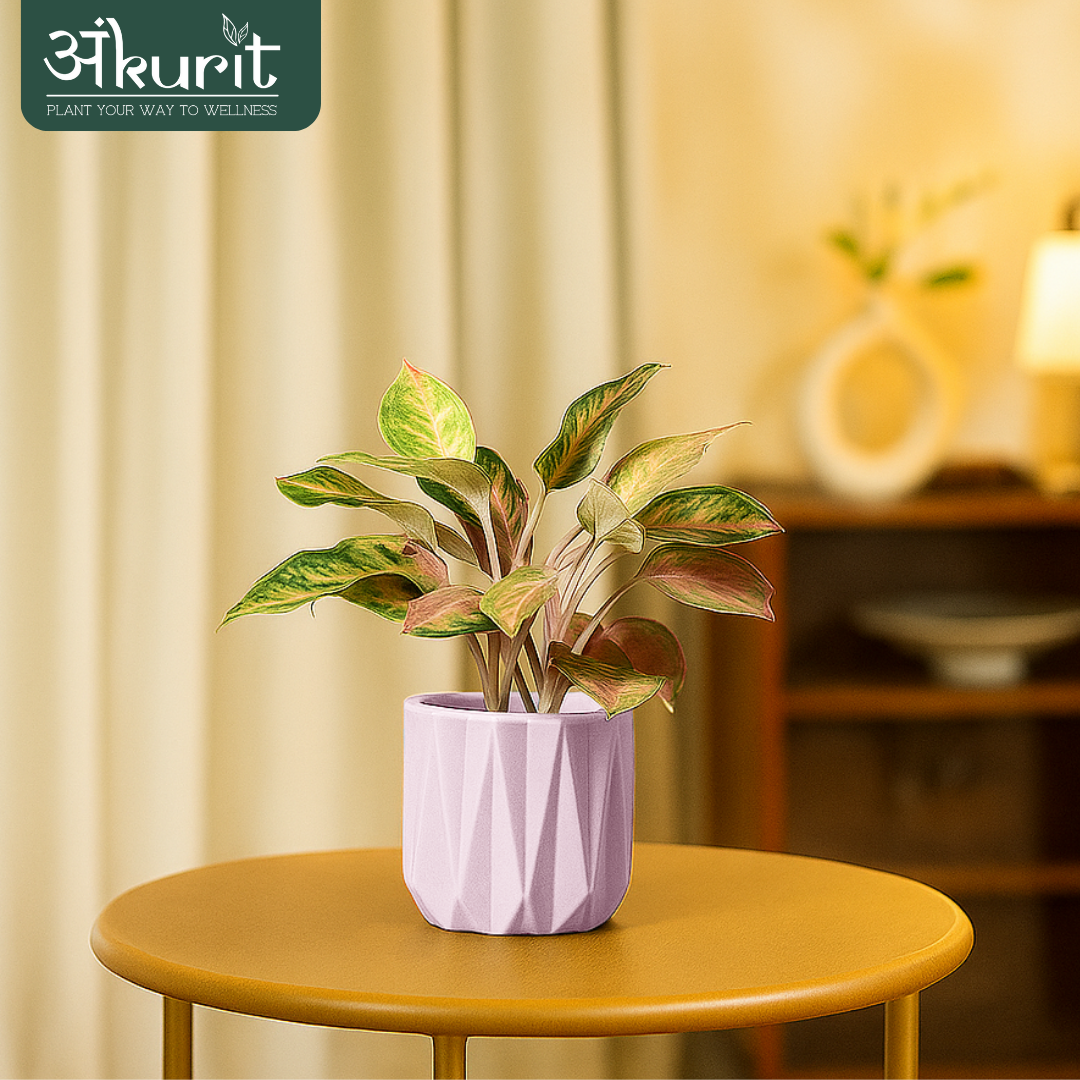 Aglaonema Pink Beauty Plant