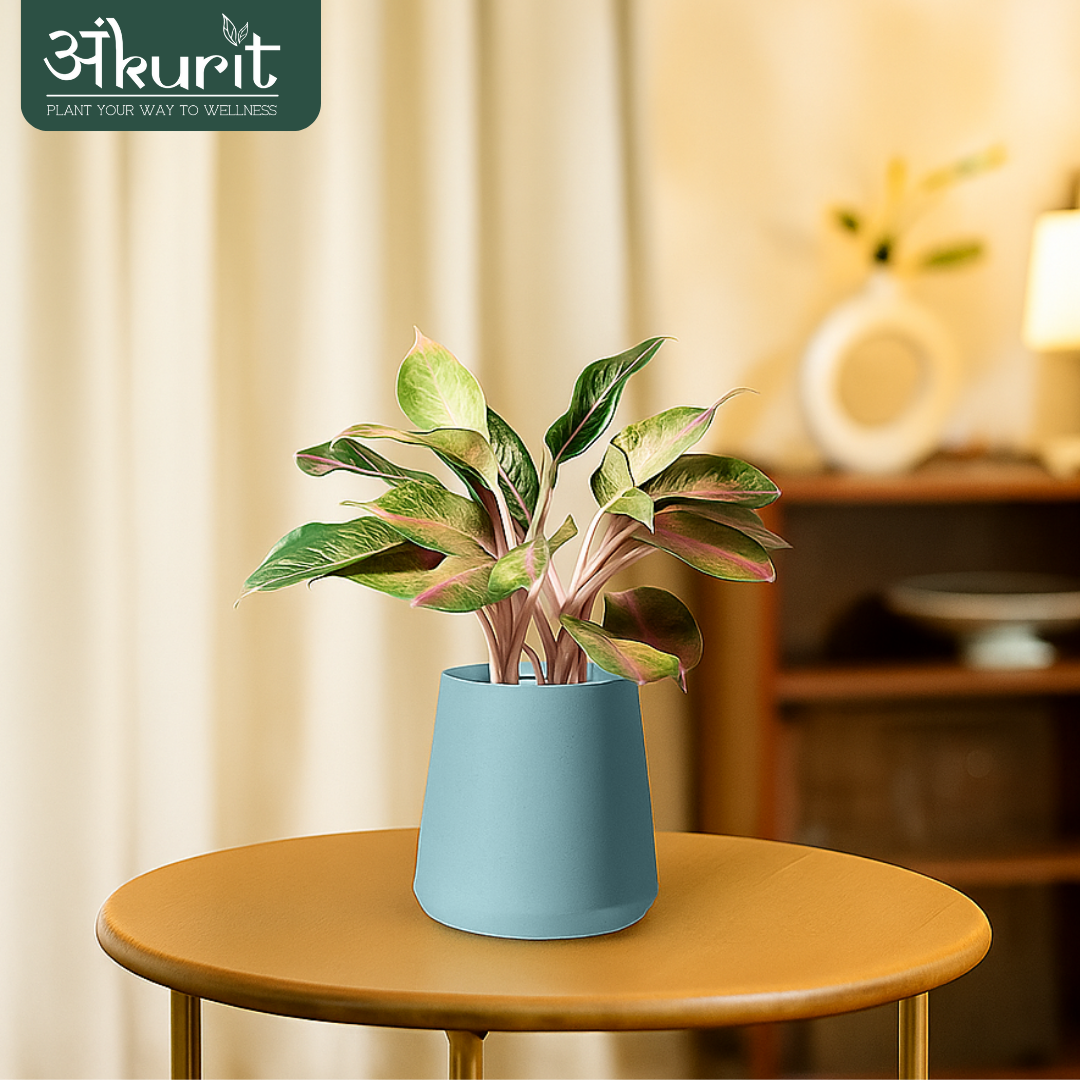 Aglaonema Pink Beauty Plant