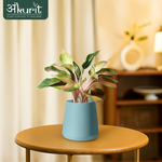 Aglaonema Pink Beauty Plant