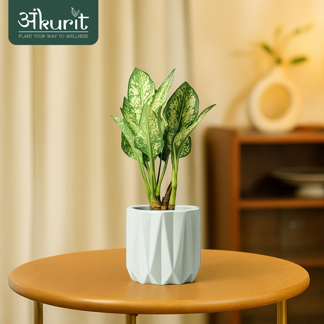 Aglaonema Snow White Plant