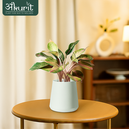 Aglaonema Snow White Plant