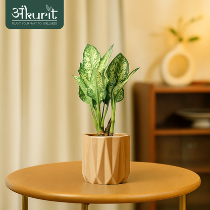 Aglaonema Snow White Plant