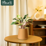 Aglaonema Pink Beauty Plant